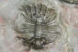 Two Austerops Trilobites With Belenopyge-Like Lichid - Jorf #154202-2